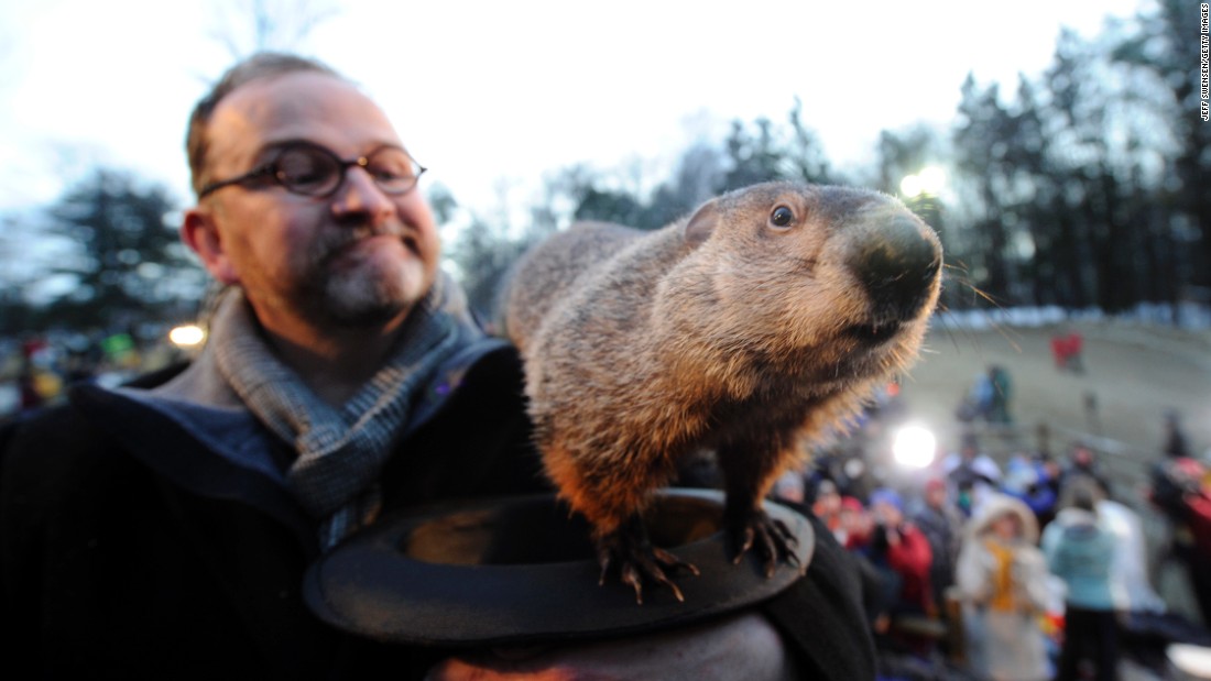 This is the famous Punxsutawney Phil in Punxsutawney, Pennsylvania. &lt;a href=&quot;http://www.groundhog.org/groundhog-day/history/&quot; target=&quot;_blank&quot;&gt;Groundhog Day&lt;/a&gt; is a tradition in the United States and Canada that celebrates a groundhog&#39;s emergence from his winter den. Superstition holds that if a groundhog sees his shadow as he leaves the burrow, there will be six more weeks of winter weather. If the groundhog does not see his shadow, you can expect an early spring. Native Americans also have traditions of animals predicting the weather, and&lt;a href=&quot;http://www.native-languages.org/legends-groundhog.htm&quot; target=&quot;_blank&quot;&gt; groundhogs figure prominently in their religions and mythology&lt;/a&gt;.