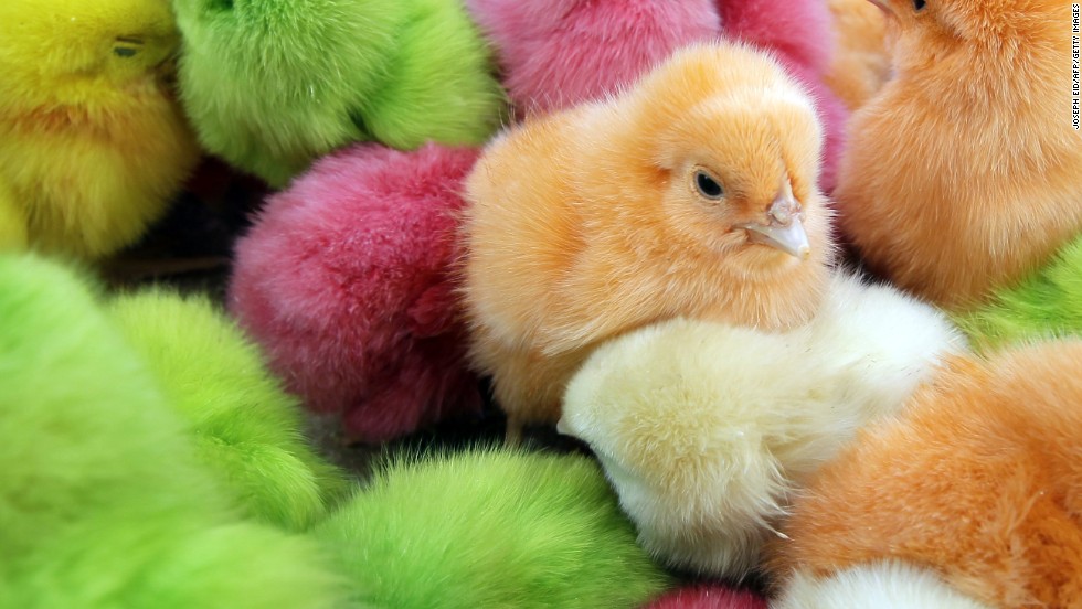 Chicks have long been part of Easter celebrations in many parts of the world. In Lebanon, where the chicks pictured here were found, people traditionally buy &lt;a href=&quot;http://www.mnn.com/earth-matters/animals/stories/dyed-easter-chicks-create-controversy&quot; target=&quot;_blank&quot;&gt;colored chicks, dyed with food coloring while they are still in their eggs&lt;/a&gt;. Many animal rights activists frown on the coloring, as well as buying chicks as pets for Easter. &lt;a href=&quot;http://www.marthastewart.com/924409/bunnies-ducklings-and-chicks-easter-time&quot; target=&quot;_blank&quot;&gt;Chickens can make fantastic pets, but chicks are difficult to raise.&lt;/a&gt;