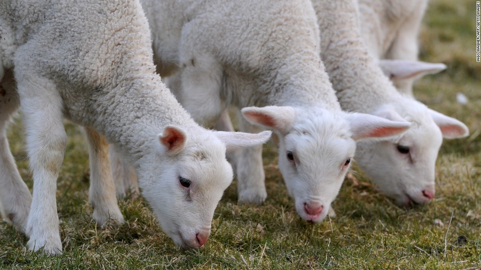 Lambs are associated with the resurrection of Jesus Christ and often the Christian faithful, but have old testament significance from the Exodus story. &lt;a href=&quot;http://www.history.com/news/hungry-history/easter-foods-from-lamb-to-eggs&quot; target=&quot;_blank&quot;&gt;Jews and Christians often eat lamb while celebrating Passover and Easter&lt;/a&gt;, respectively. &lt;a href=&quot;http://annhetzelgunkel.com/easter/eastfood.html&quot; target=&quot;_blank&quot;&gt;Polish Easter tradition&lt;/a&gt; includes sweets shaped like lambs, including sugar lambs and cake that&#39;s decorated to look like a lamb.