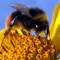 Flottum bee flower