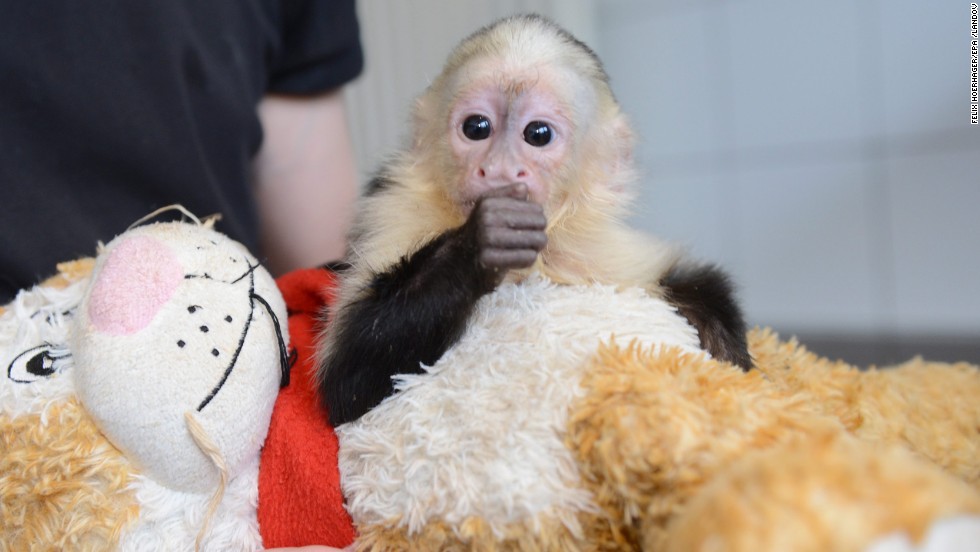 Bieber lost his pet monkey, Mally, when the capuchin &lt;a href=&quot;http://www.cnn.com/2013/08/01/world/europe/germany-bieber-monkey/index.html?iref=allsearch&quot; target=&quot;_blank&quot;&gt;was taken by custom officials in Germany&lt;/a&gt; at the end of March 2013. Mally is shown here in the quarantine station at the Munich-Riem animal shelter in Munich.