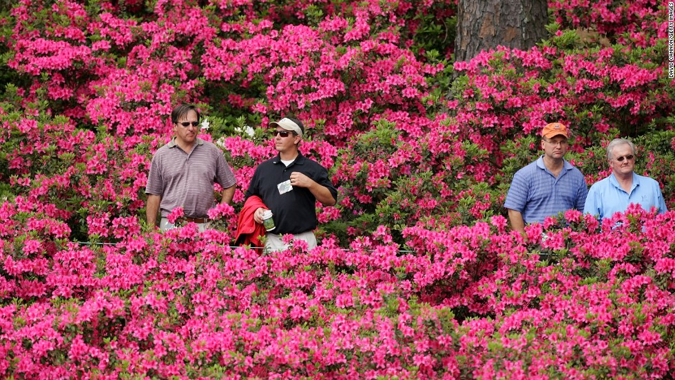 The Azaleas are back in full bloom after last year&#39;s cold snap. Each hole on the course is named after a plant or shrub, while the 61 large Magnolia trees still stand proud either side of the path leading from the entrance to the clubhouse.