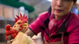 130413002314 bird flu chicken hong kong hp video China: Reports of bird flu in humans reach 60