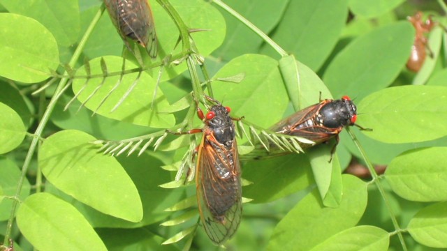 azuz rise of the cicadas_00013114.jpg