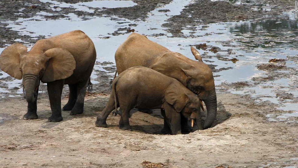 Once wide-ranging, forest elephants are now reluctant to roam because of humans encroaching on their habitats, compromising the future of this species. 