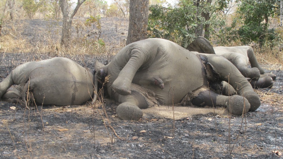 Last year, heavily-armed poachers from Sudan arrived on horseback to the Bouba Ndjida Park in northern Cameroon. They slaughtered more than 300 elephants within a matter of weeks, taking only the tusks.