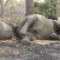 elephants poachers Bouba Ndjida National Park