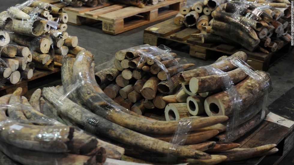 Seized ivory tusks are displayed during a Hong Kong Customs press conference on January 4, 2013. The precious commodity is selling for hundreds, even thousands of dollars per kilogram on the black market. 