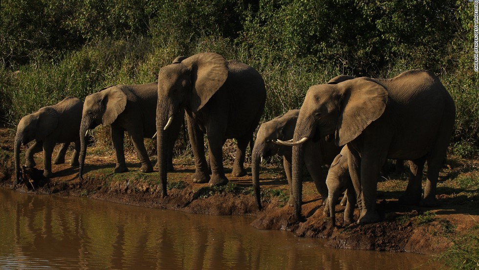 &quot;The number of elephants in the national park of Lobeke has not reached a critical stage,&quot; says Nzooh. &quot;I am certain that if significant efforts are put in place the elephants will survive. Those efforts must be made on different levels, on site level, on an international level and on a national level.&quot;