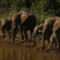 african elephants ia 3