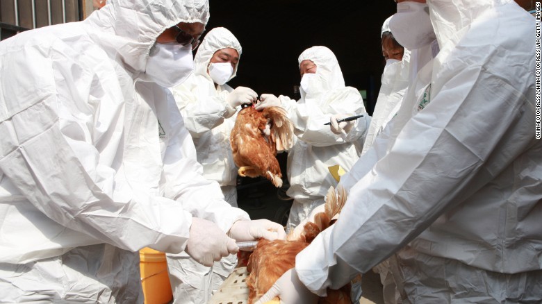 Bird flu spreads in Europe and Asia, putting poultry industry on alert - CNN