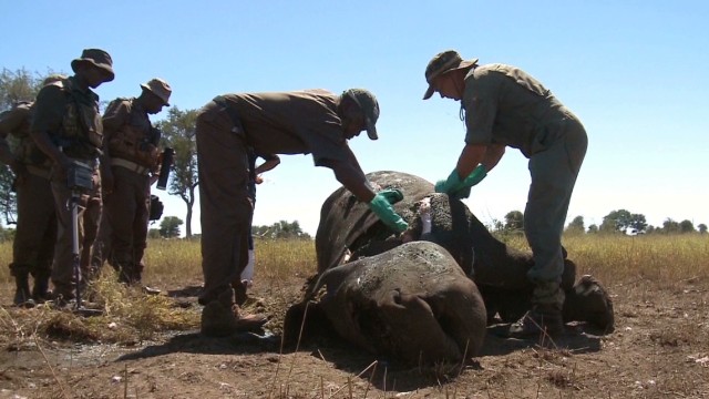 Rhino poaching &#39;relentless&#39; in S. Africa