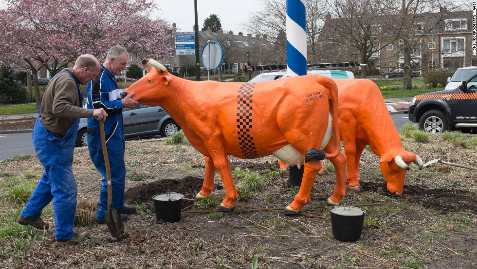 Orange cows are placed on a traffic island in Wassenaar, the hometown of Willem-Alexander and Maxima, on April 17.