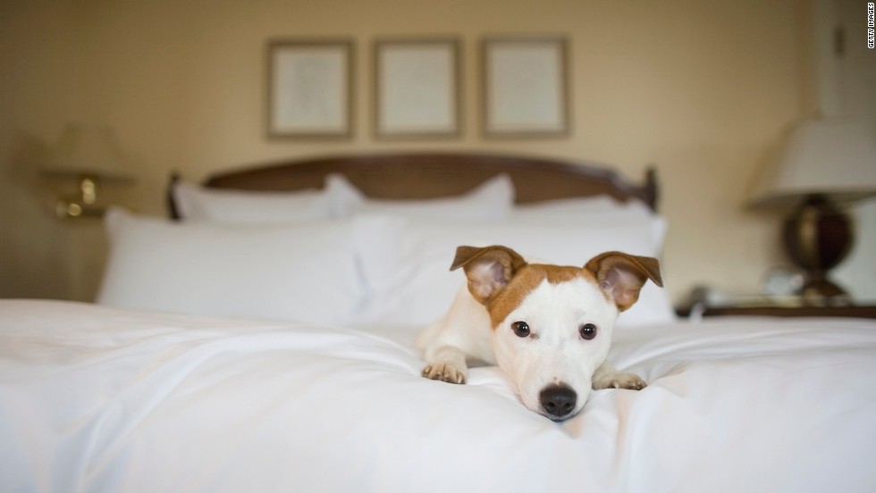 does prednisone cause insomnia in dogs