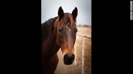 Former Racehorses Get A Second Chance At Life Cnn - 