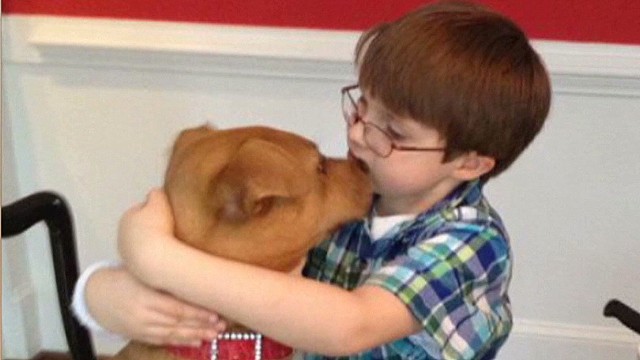 Rescued puppy helps boy with autism