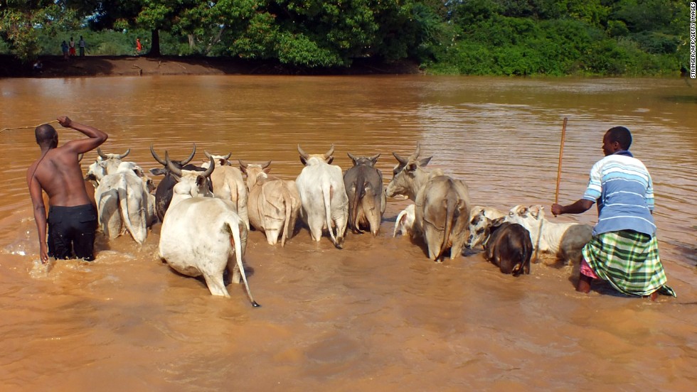 Two men drive cattle across the crocodile infested Tana River in Keny&#39;as Tana delton on May 3. Flooding from heavy seasonal rains has killed more than 60 people and forced tens of thousands of people from their homes. 