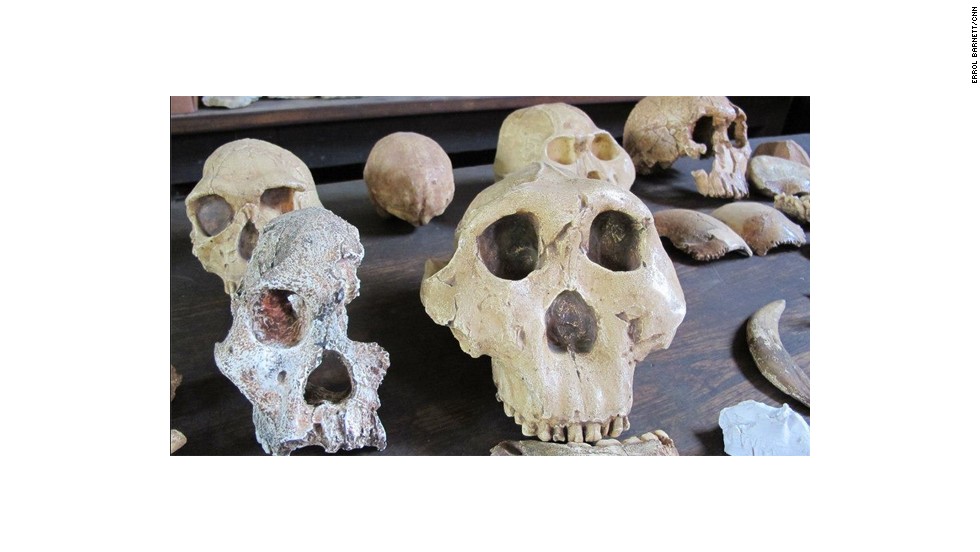 The skulls of ancient walking hominids found in South Africa.