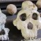 South Africa Human Origins skulls