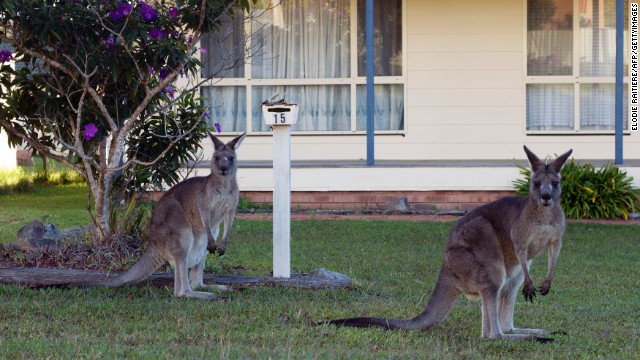 Eastern Grey Kangaroos are a common sight in the suburbs of Canberra, Australia&#39;s capital.