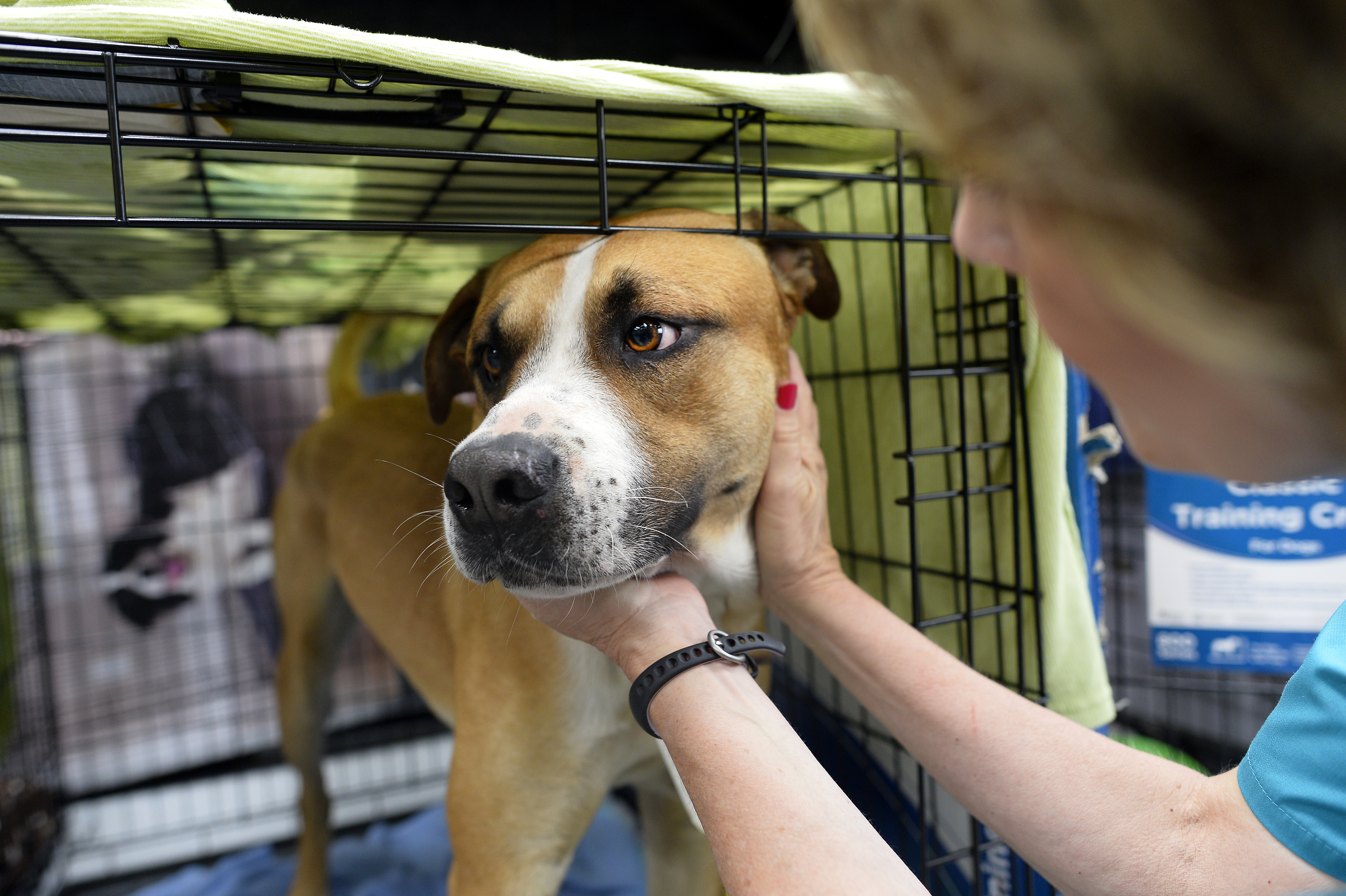 Volunteering at an animal shelter. Volunteer at an animal Shelter.