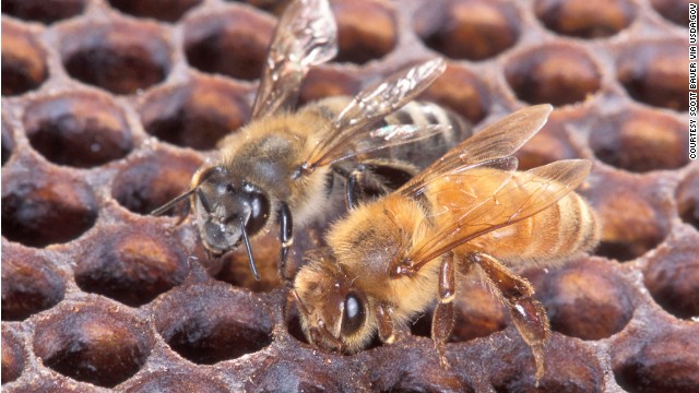 An Africanized honeybee (left) and a European honeybee on honeycomb. Despite color differences between these two bees, normally they can&#39;t be identified by eye.
Photo by Scott Bauer.
