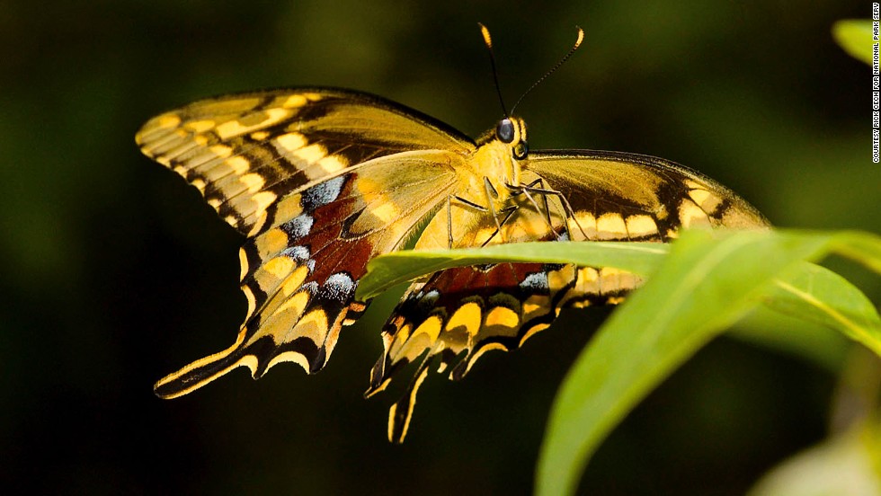 Glimmer of hope for endangered butterfly CNN