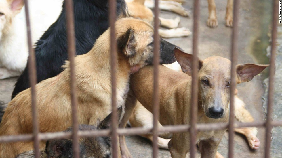 At front line of fight against illegal dog trade - CNN