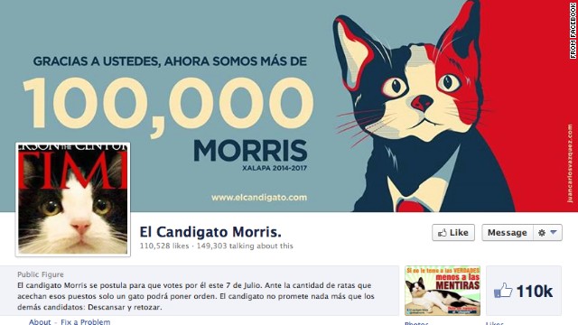 Morris the cat has garnered more than 100,000 likes on his Facebook page.