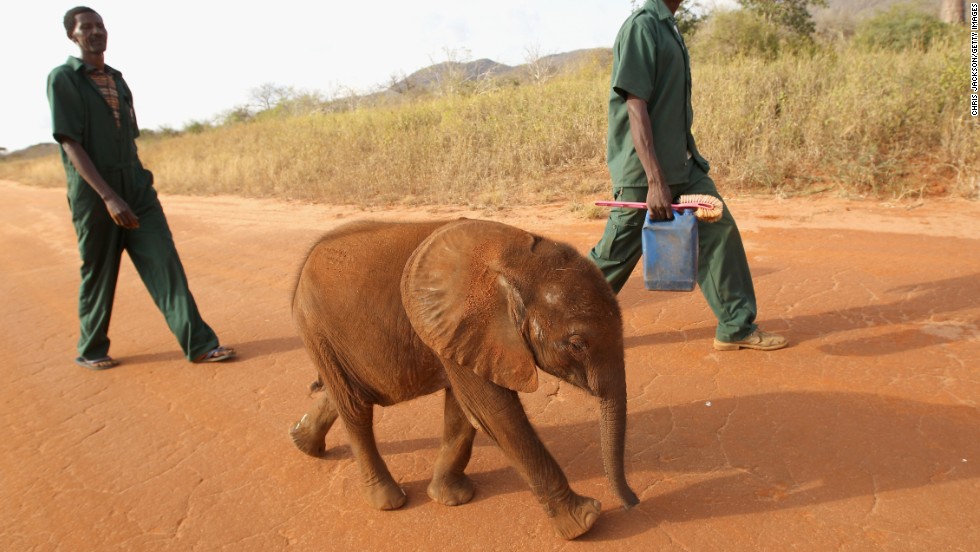 &quot;The less elephants there are, the more the price rises; the more the price rises, the more people want to kill them. And this is an ever ongoing circle,&quot; says Millar. Pictured: a young orphaned elephant is taken for a walk at Tony Fitzjohn&#39;s Mkomazi rhino sanctury in Mkomazi, Tanzania in June 2012.