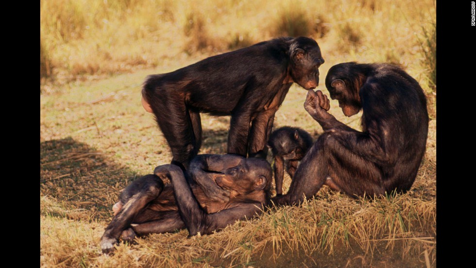 Primates such as chimpanzees and bonobo monkeys, pictured, do not conform to a mating system and regularly engage in frequent sex with multiple partners.