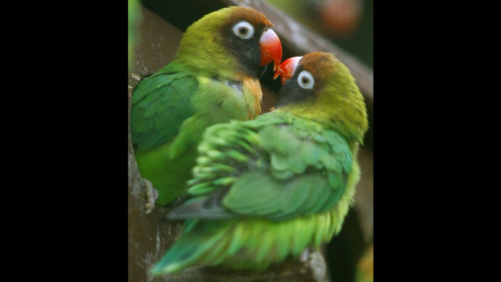 Love birds mate and &quot;love&quot; for as long the other mate stays alive. If one dies, the other develops a bond with another individual.