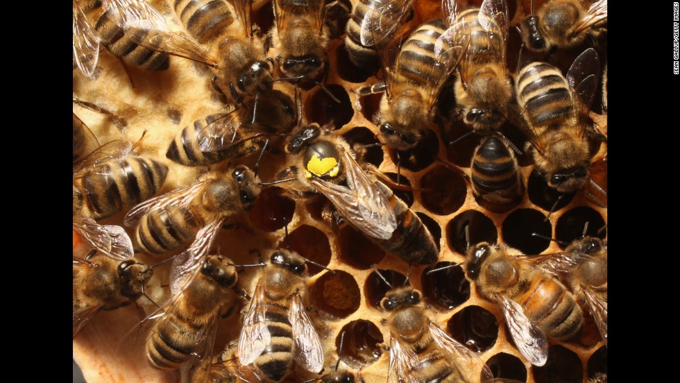 Queen bees mate with a very small number of male bees, drones, to produce many eggs. 