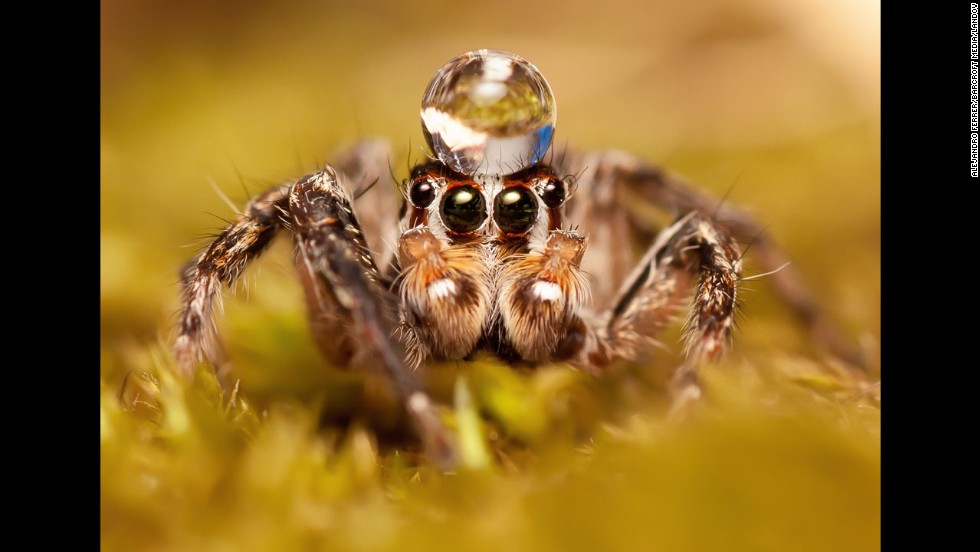 Jumping spiders are known to &quot;dance&quot; for their mates, performing a complex, zigzagging flamenco-like dance to entice the females.  Not only do they make moves, they actually make a rhythmic vibrating song using their body movements.
