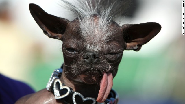 130621132819-06-ugly-dog-contest-story-top.jpg