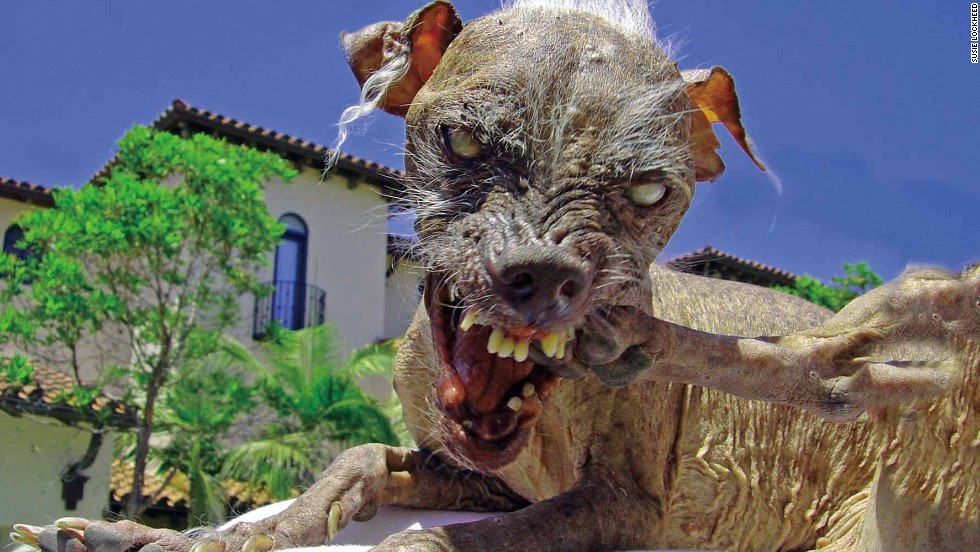 The world's ugliest dogs. 