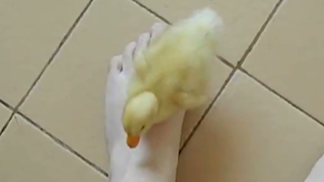 Distraction Cute Baby Duck Being Cute Cnn Video