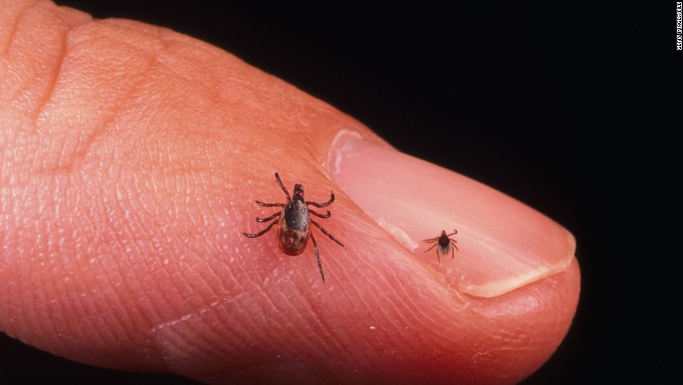 Ticks could be beneficial for patients whose vessels are in danger of closing up from blood clots. A potential drug is being developed using ticks&#39; saliva that is 70 times more potent than the natural blood-thinning agent found in a human body.