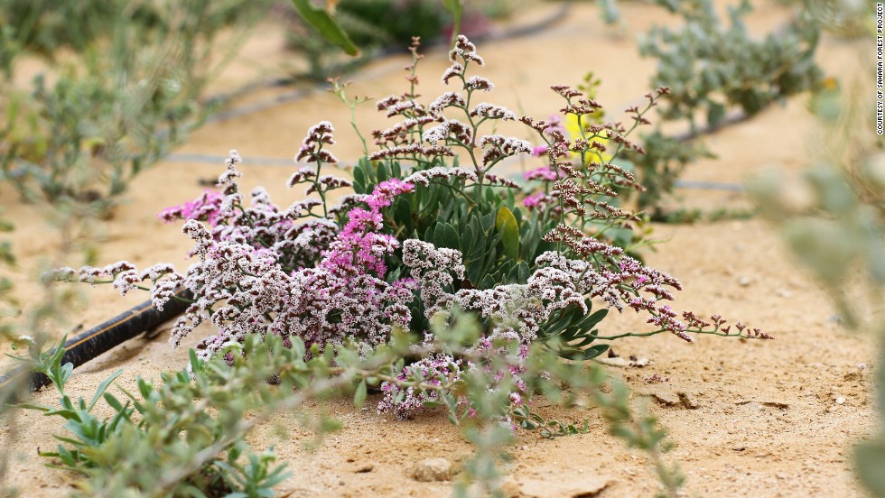 The violet plant, Limonium axillare, takes salt up from the soil and excretes it through its leaves, a process that could be used to desalinate soil.