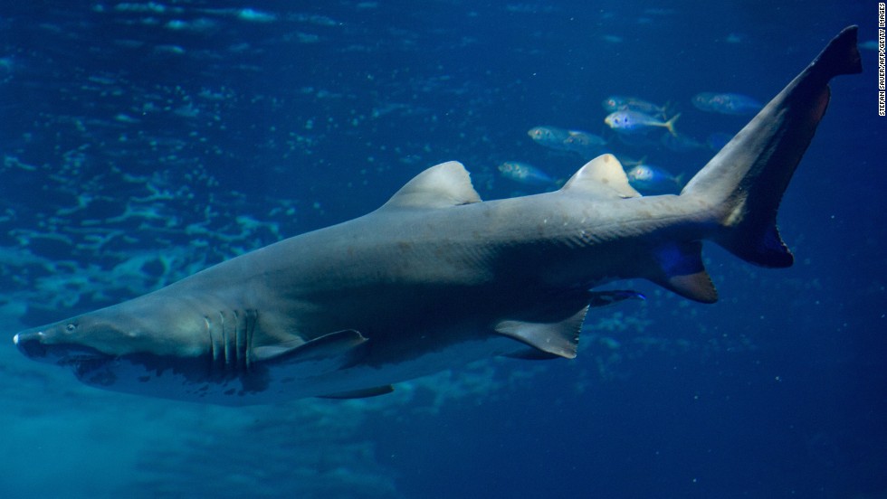 Shark skin could help reduce the number of urinary tract infections that plague around a quarter of all patients who use urinary catheters for a week or more. 