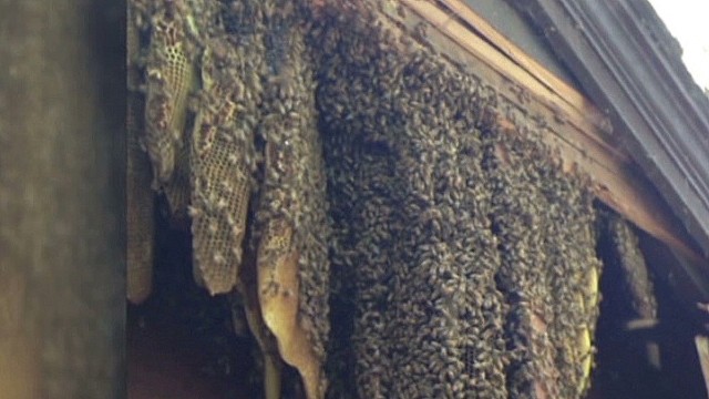 60,000 honeybees invade home