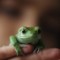 waxy monkey frog