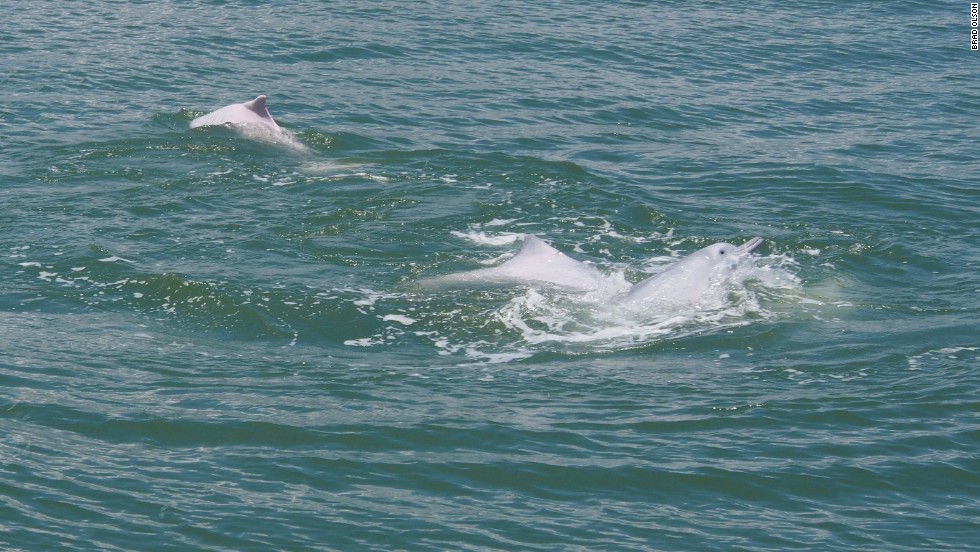 China&#39;s white dolphins -- famous for the actual pink hue of their skin -- could be wiped out completely.