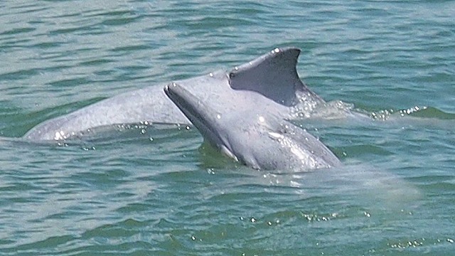 Saving dolphins from danger