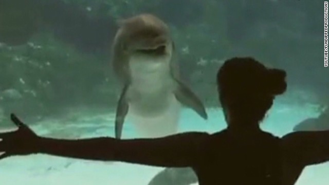 Girl Amuses Dolphin Cnn Video 