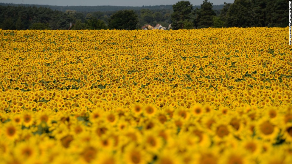 Sunflowers blossom on a field near Langerwisch, eastern Germany, on July 22. 