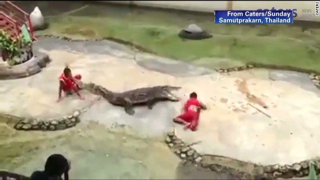 Crocodile bites down onto trainer's head - CNN Video