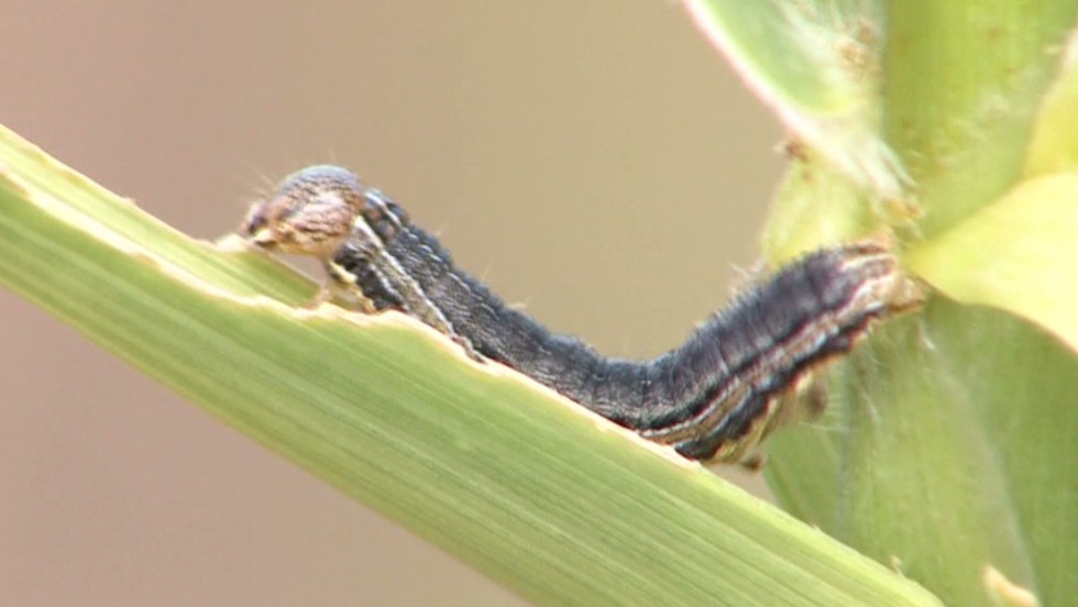 Army Worms Created A Field Of Nightmares Cnn Video