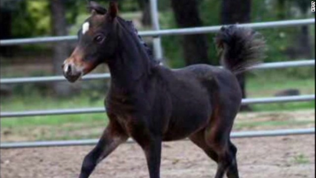 Bee swarm attacked and killed horses