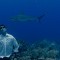 freediver with shark
